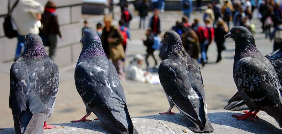 Trafalgar Square - Uccelli
