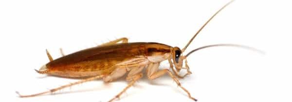 Blatta Germanica Biodisinfestazione.it