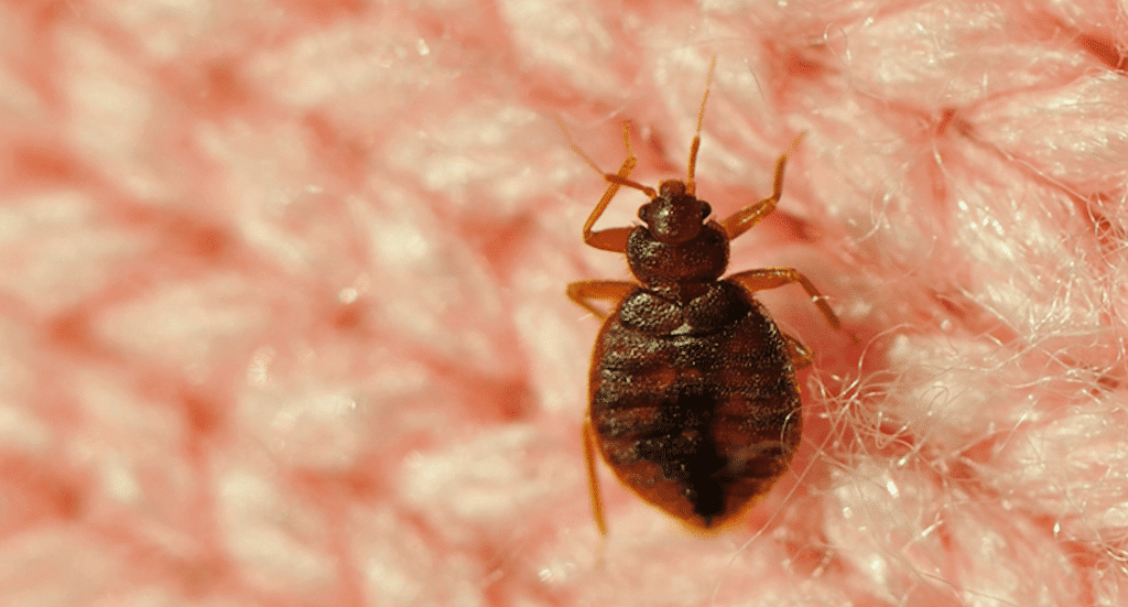 Cimici Da Letto Come Debellarle