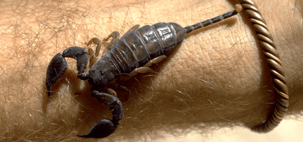 Scorpions - Controllo dei parassiti