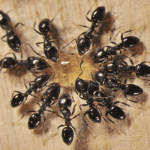 colonia di formiche in cucina