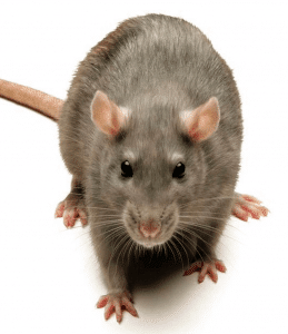Ratto marrone - Roditore