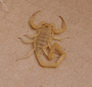Scorpions - Animale terrestre