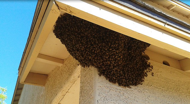 api - Difesa dei parassiti di ribellione