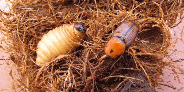 coleotteri - Rhynchophorus ferrugineus