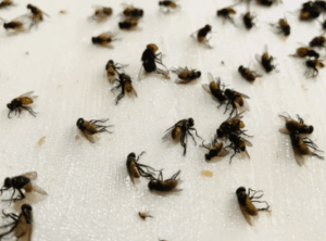 disinfestazione mosche e moscerini