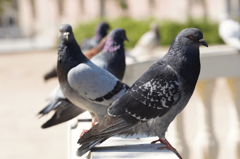 malattie trasmesse dai piccioni